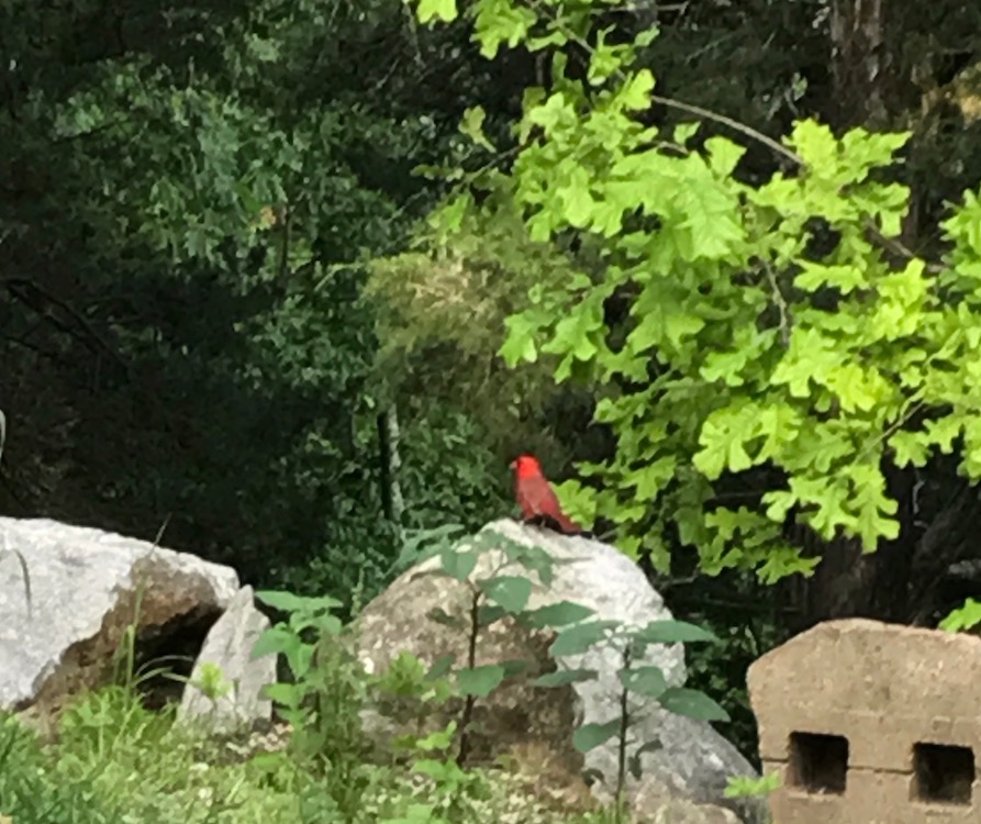 Cardinal, the state bird