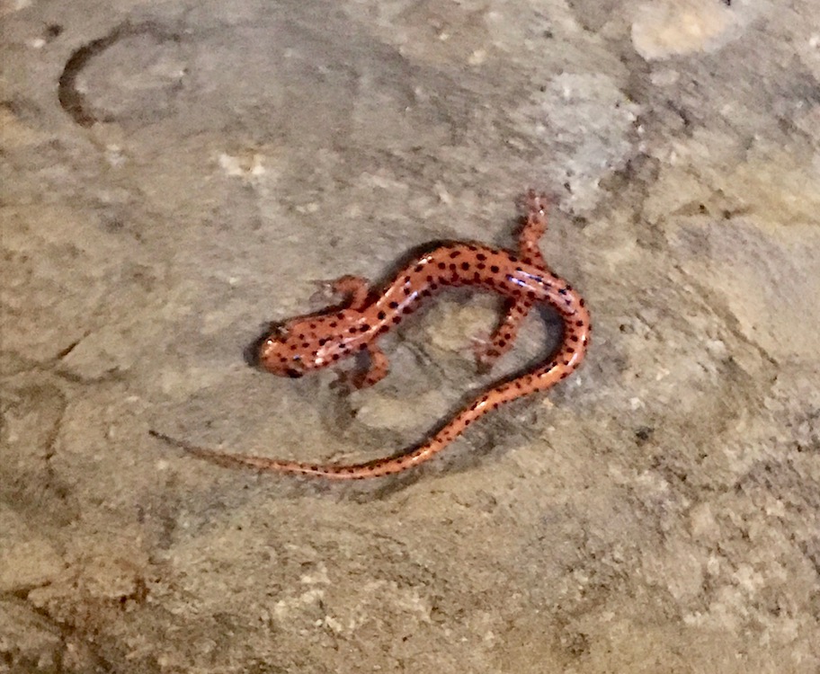 Cave salamander