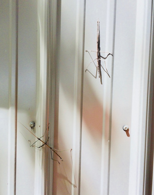 Walking sticks