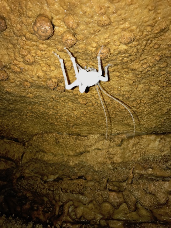 Dead "marshmallow" cave cricket