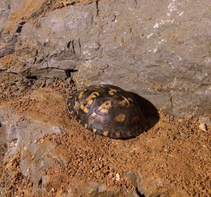 box turtle