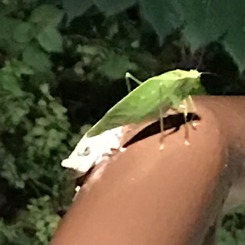 Frog and katydid