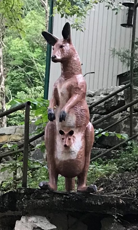 Kangaroos