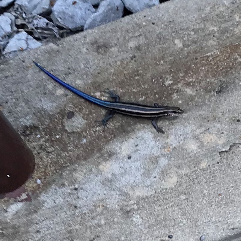 Blue tailed skink